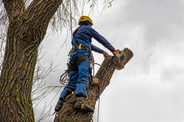 Best Tree Maintenance Programs  in USA